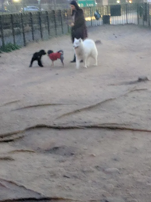 South Slope Dog Run Picture 10