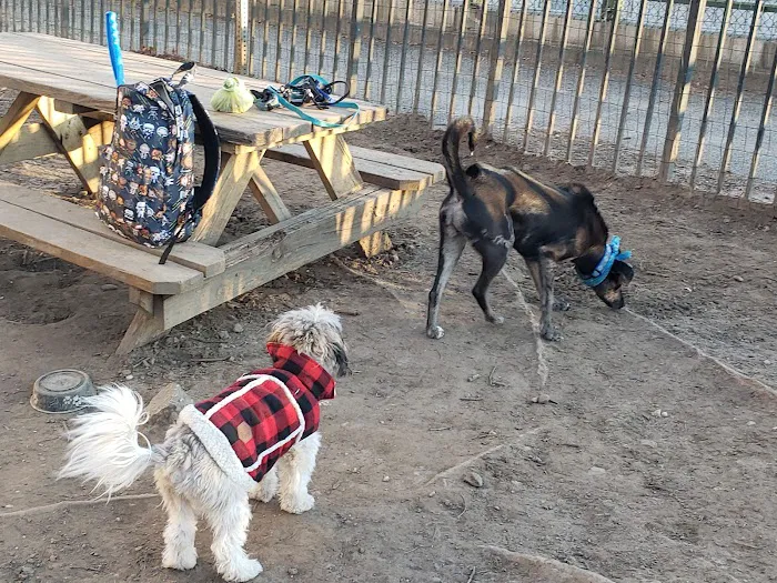 South Slope Dog Run Picture 1