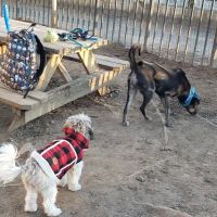 South Slope Dog Run ico