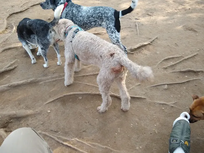 South Slope Dog Run Picture 7