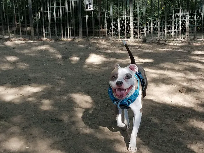 South Slope Dog Run Picture 3