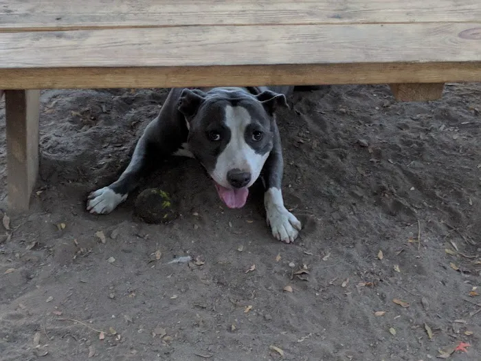 South Slope Dog Run Picture 8