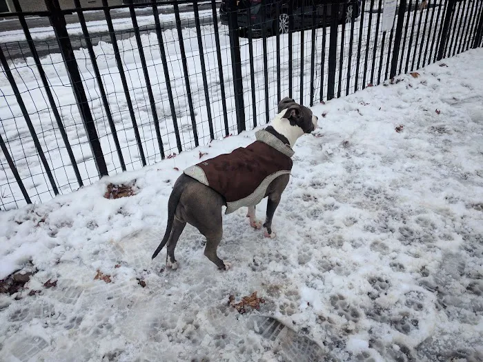 South Slope Dog Run Picture 6