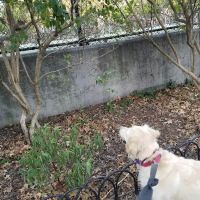 Washington Park Dog Run ico
