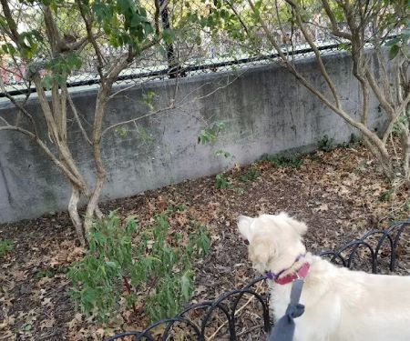 Washington Park Dog Run