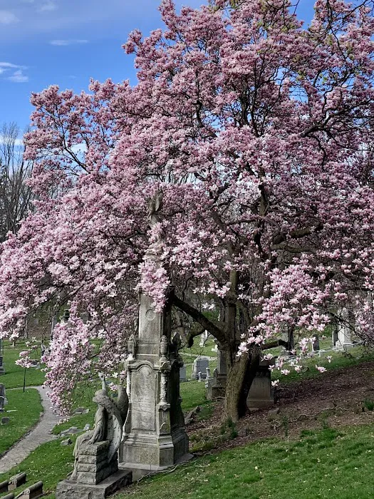 Magnolia Soulangeana Picture 3