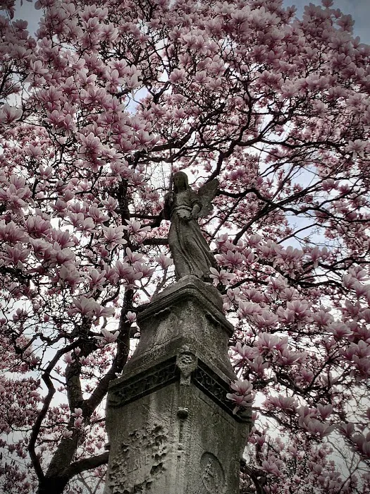 Magnolia Soulangeana Picture 2