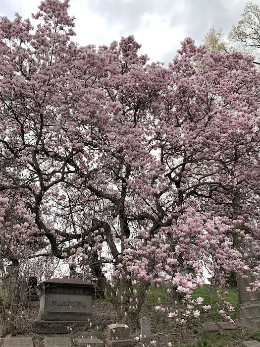 Magnolia Soulangeana Picture 1