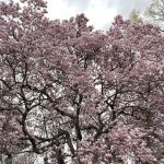 Magnolia Soulangeana