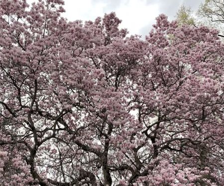 Magnolia Soulangeana