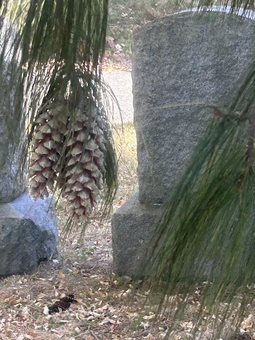 Pine Cone Tree Picture 8