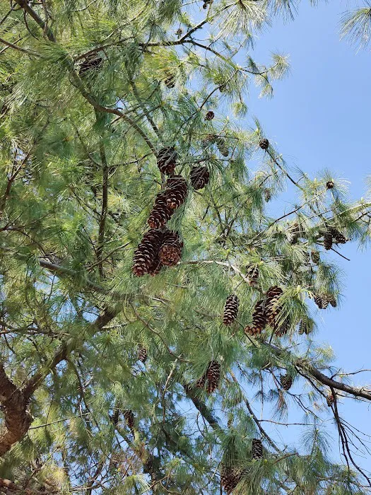 Pine Cone Tree Picture 5
