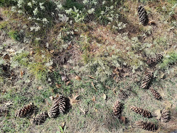 Pine Cone Tree Picture 4