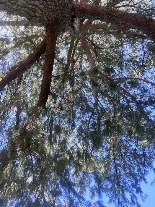 Pine Cone Tree Picture 9