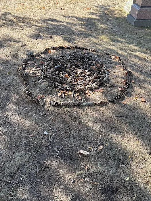 Pine Cone Tree Picture 3