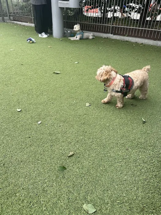 Domino Park Dog Run Picture 10