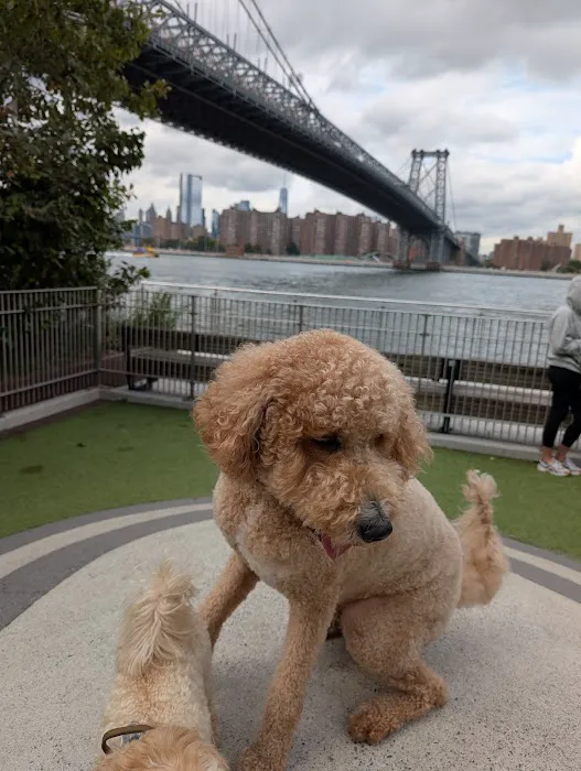 Domino Park Dog Run Picture 8