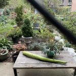 Cedar Tree Garden