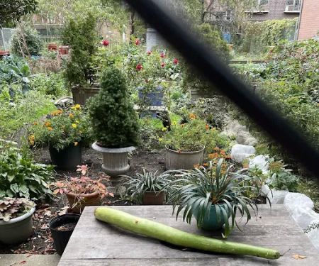 Cedar Tree Garden