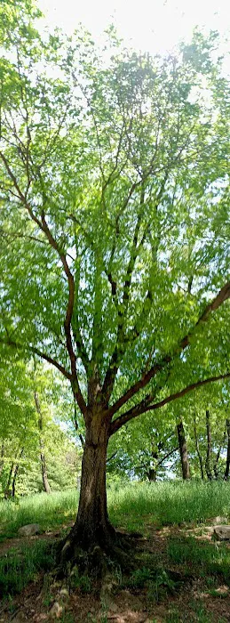 Fort Greene park Picture 1