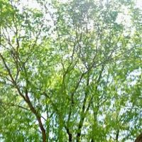 Fort Greene park ico