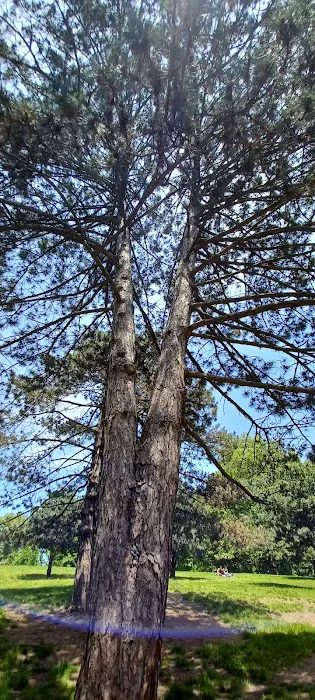 Fort Greene park Picture 8