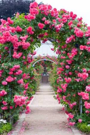 Greene Garden Picture 8