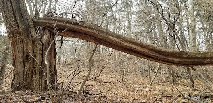Binney Park Nature Trails Picture 1