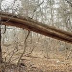 Binney Park Nature Trails