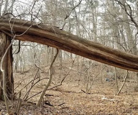 Binney Park Nature Trails