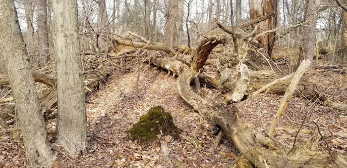 Binney Park Nature Trails Picture 3
