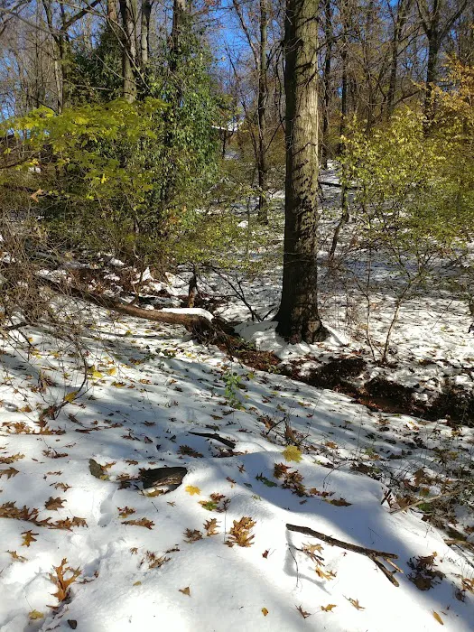 Dundee Woods Picture 9
