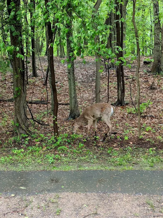 Dundee Woods Picture 6
