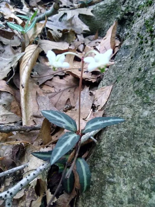 Caldwell Sanctuary Picture 2
