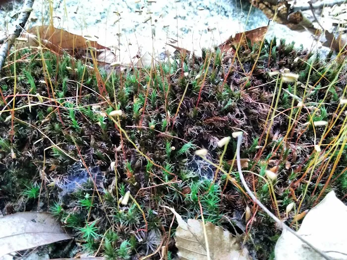 Caldwell Sanctuary Picture 5