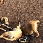 West Woof Dog Park