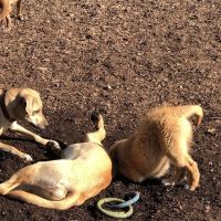 West Woof Dog Park ico