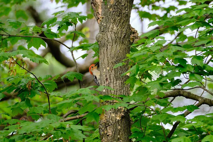 Losen Slote Creek Park Picture 4