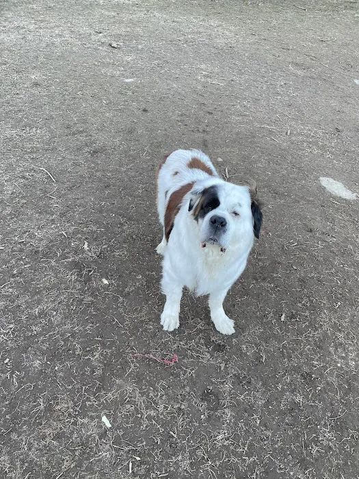 Elizabeth Place Dog Park Picture 3