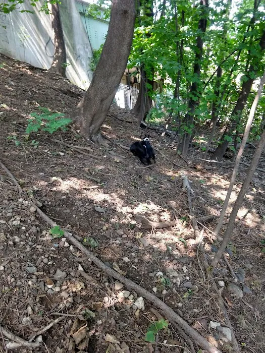 Elizabeth Place Dog Park Picture 1