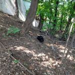 Elizabeth Place Dog Park