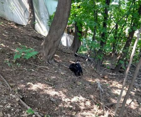 Elizabeth Place Dog Park
