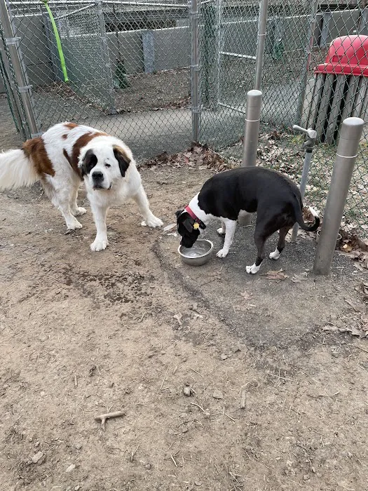 Elizabeth Place Dog Park Picture 2