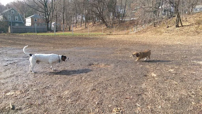Elizabeth Place Dog Park Picture 10