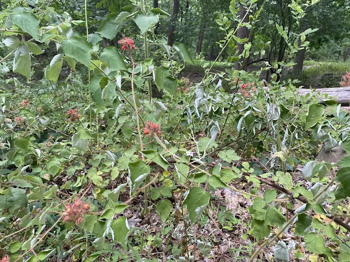 Buttermilk Falls County Park, Parking Lot Picture 4