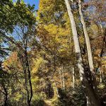Sunny Ridge Preserve
