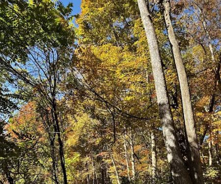 Sunny Ridge Preserve