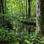 Babcock Preserve