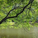 Burden Preserve