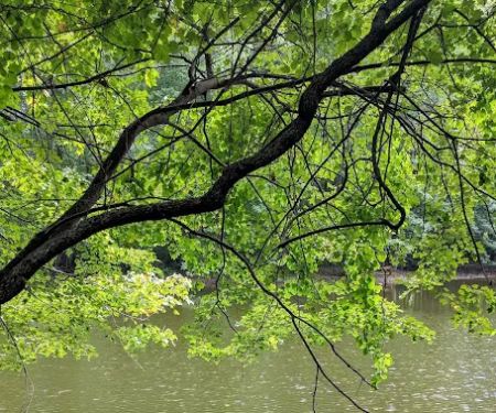 Burden Preserve